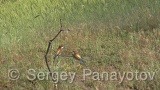 Video of European Bee-eater - European Bee-eater in nest period in Bulgaria